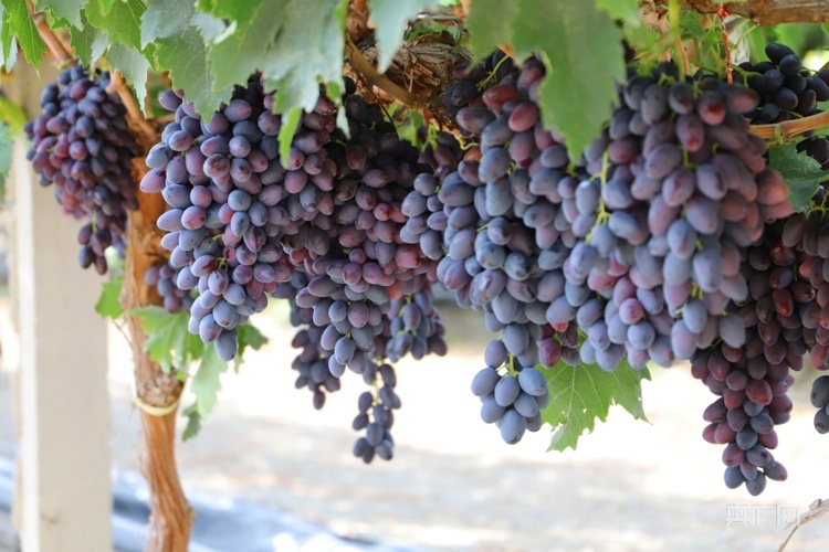 Understanding Contraindications for Pterostilbene Use